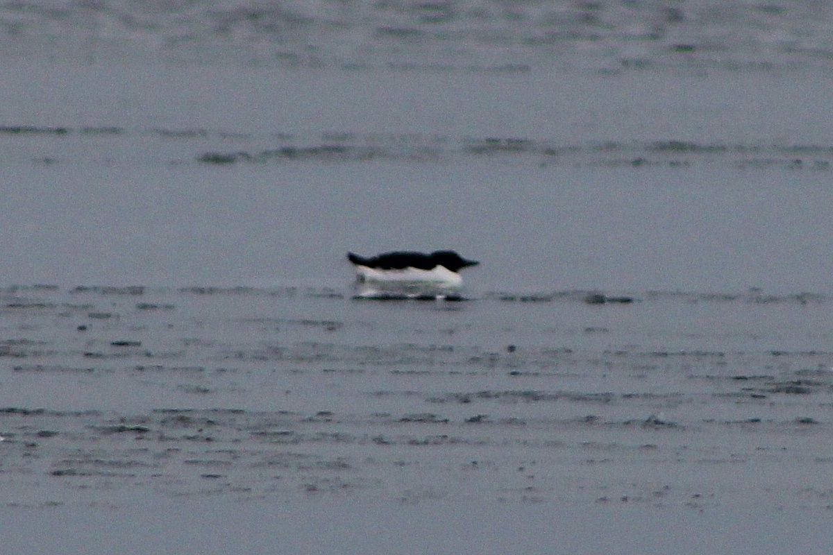 Thick-billed Murre - ML206715441