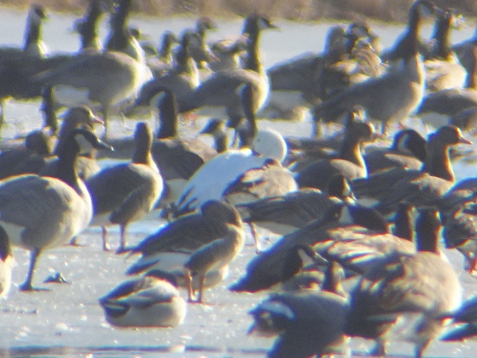 Snow Goose - ML206715961