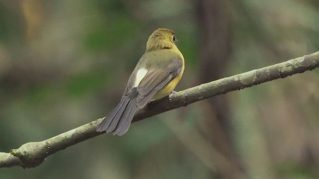 Sulphur-rumped Flycatcher - ML206717261