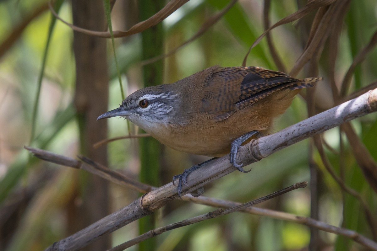 Buff-breasted Wren - ML206720131