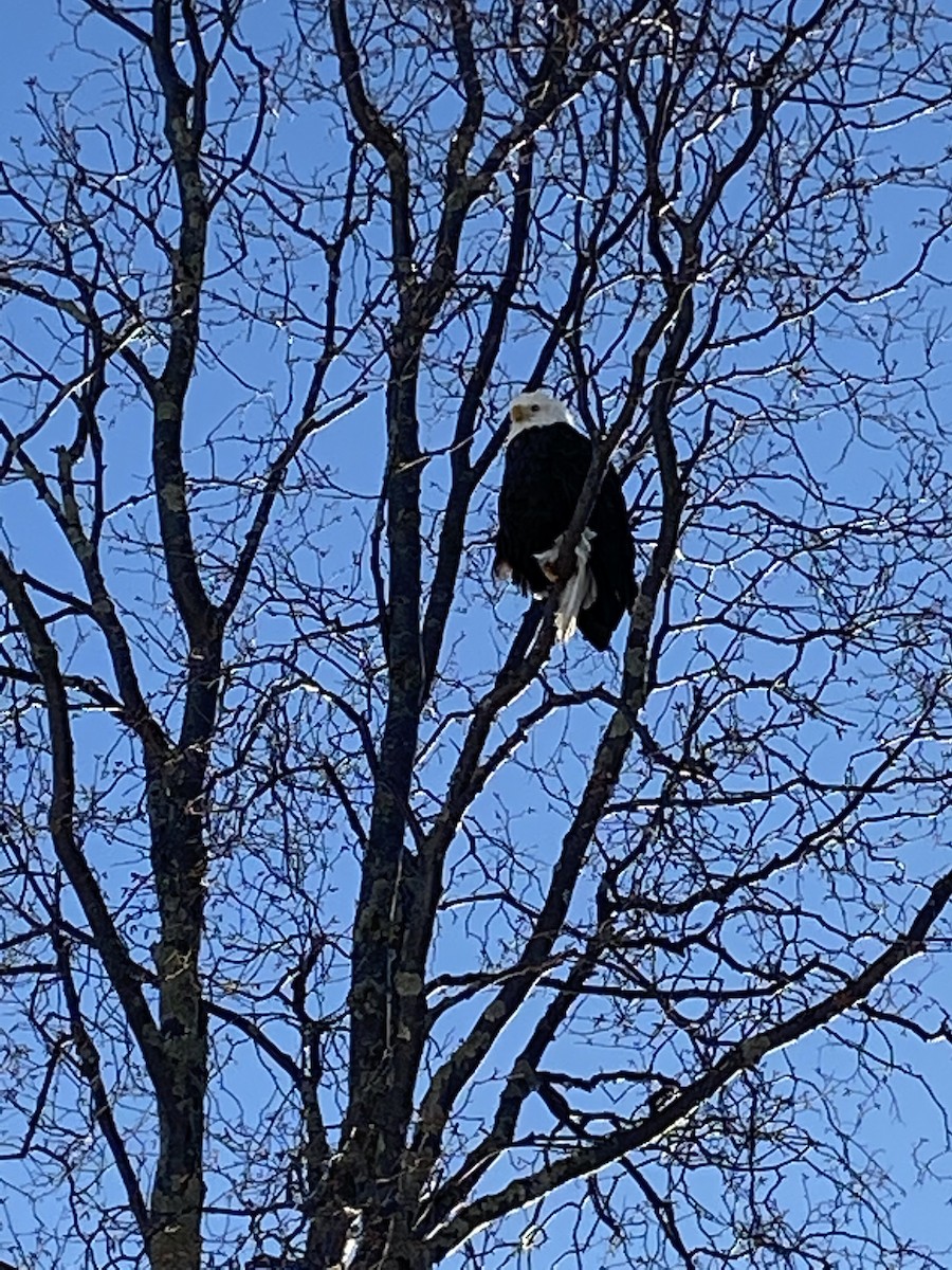 Bald Eagle - ML206720381