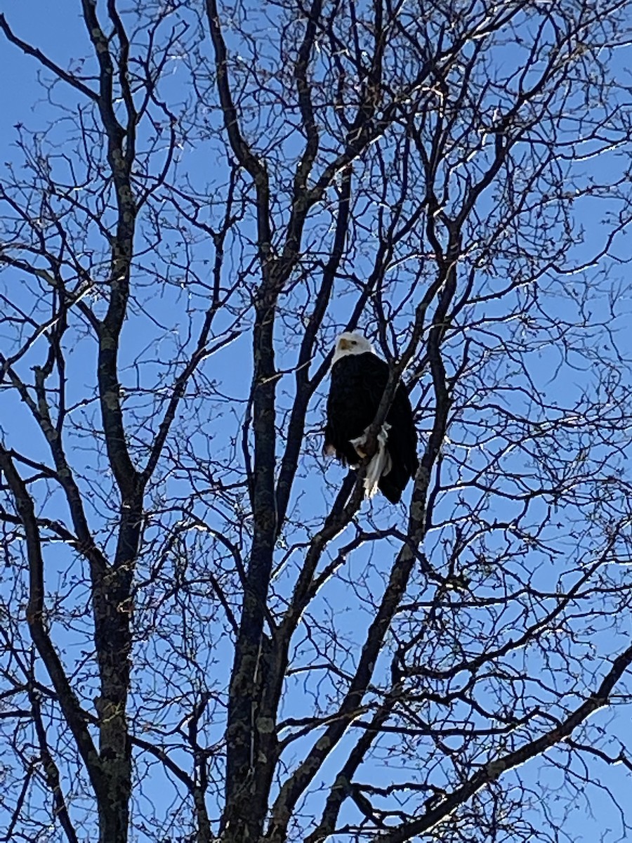 Bald Eagle - ML206720391