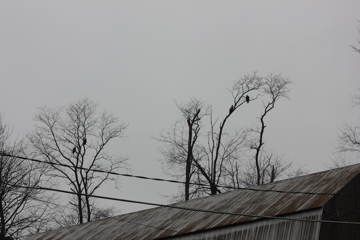 Bald Eagle - Scott Singer