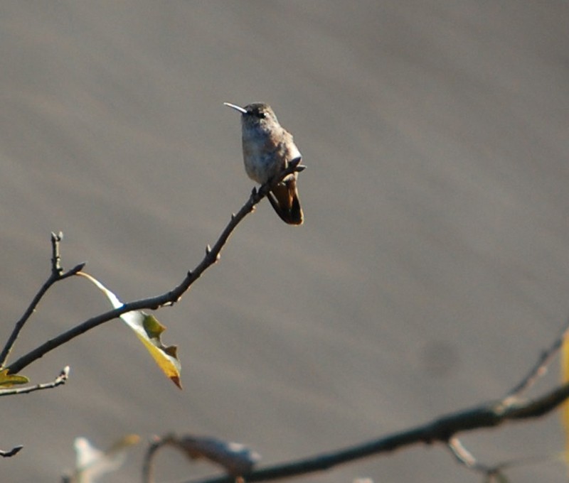 Calliope Hummingbird - ML206722011