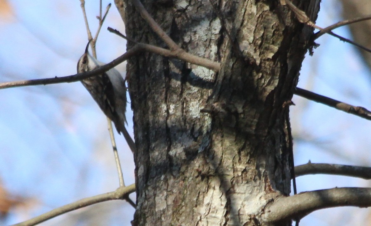 Brown Creeper - ML206723501