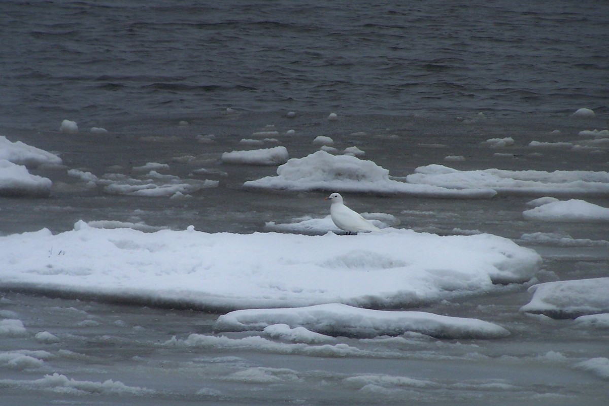 Ivory Gull - ML20672361