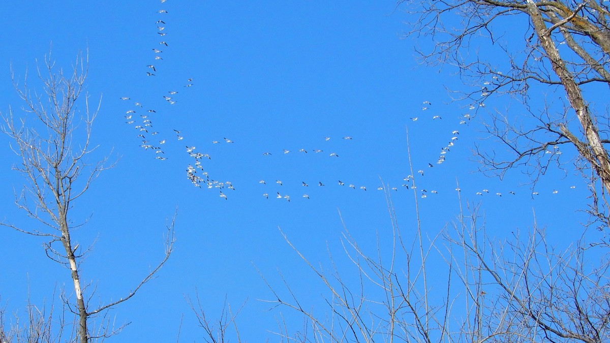 Snow Goose - ML206723971