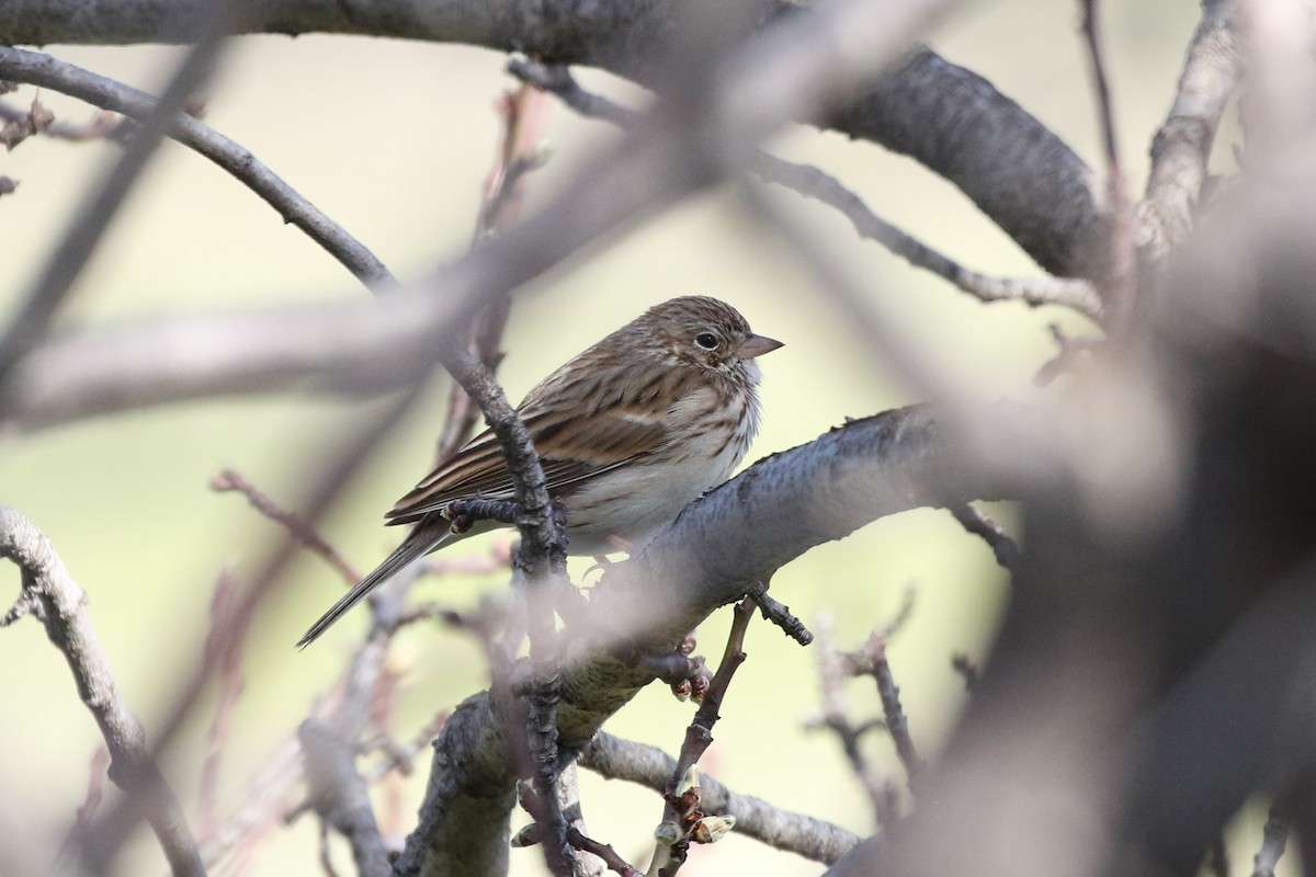 Vesper Sparrow - Steve Hampton