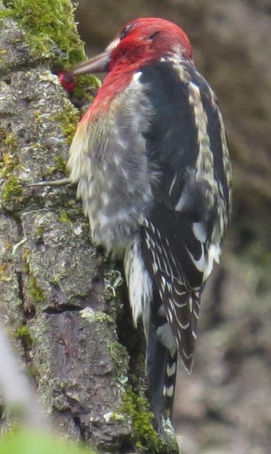 Red-breasted Sapsucker - ML20672741