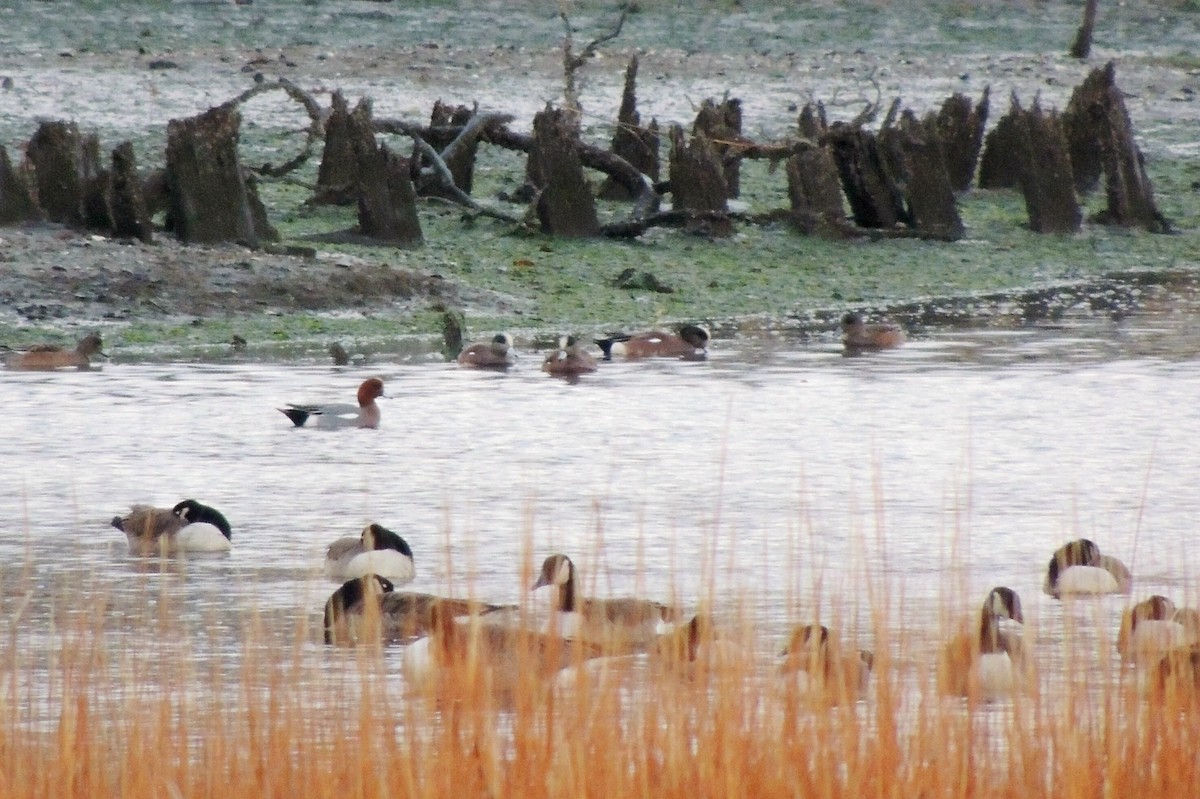 Eurasian Wigeon - ML20672801