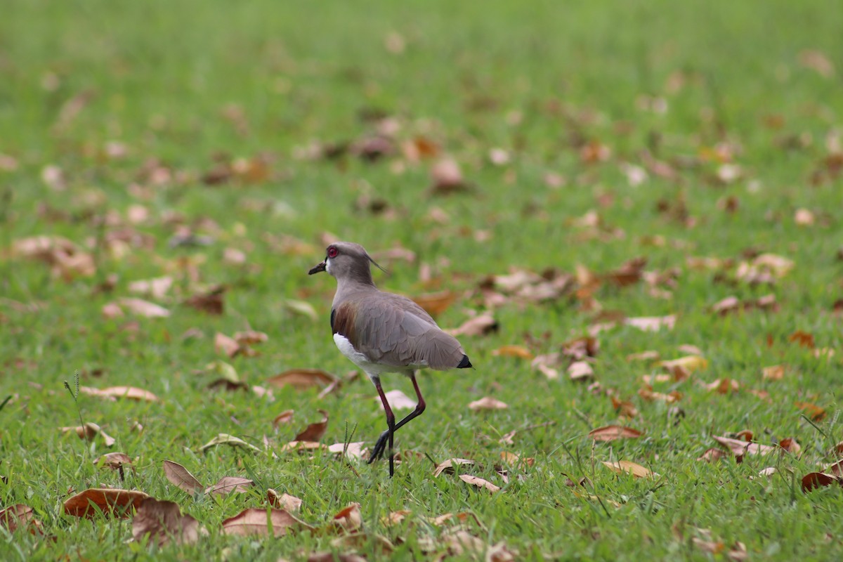 Southern Lapwing - Giovanni Pupin