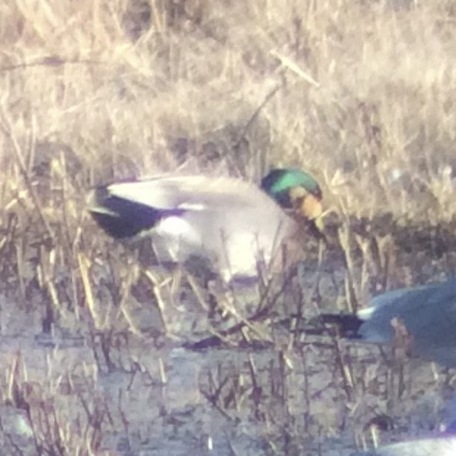 Gadwall x Mallard (hybrid) - Malcolm Gold