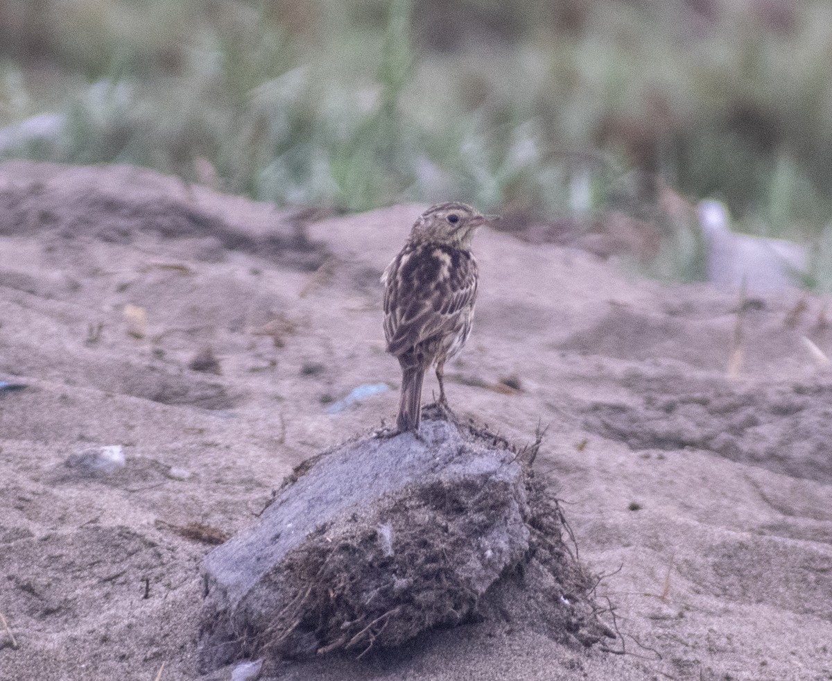 Peruvian Pipit - ML206729271