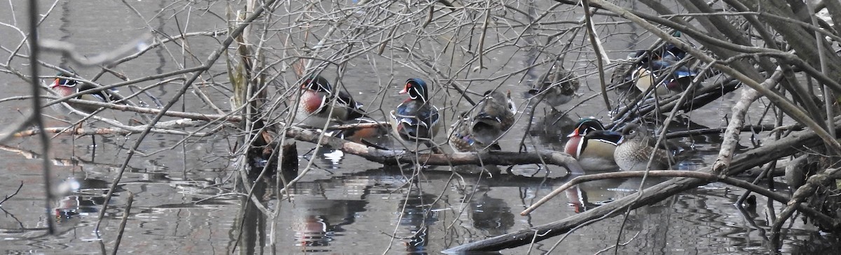 Wood Duck - ML206731331