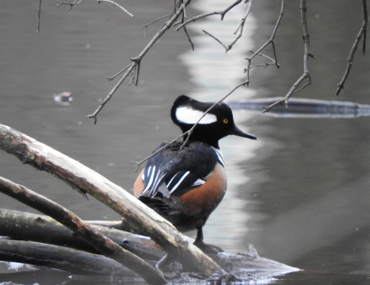 Hooded Merganser - ML206732101