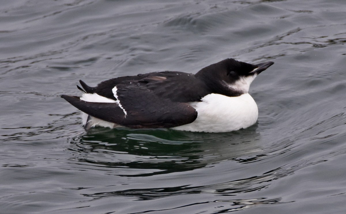 Thick-billed Murre - ML206732791