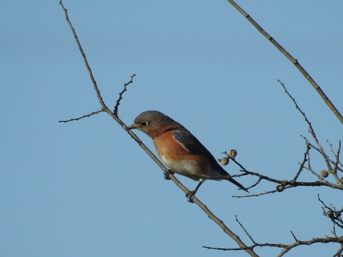 Eastern Bluebird - ML206733481