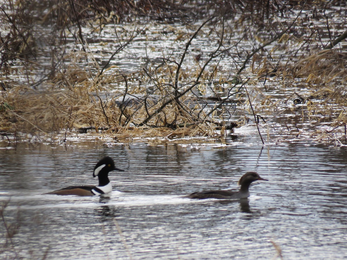 Hooded Merganser - Christine Alber