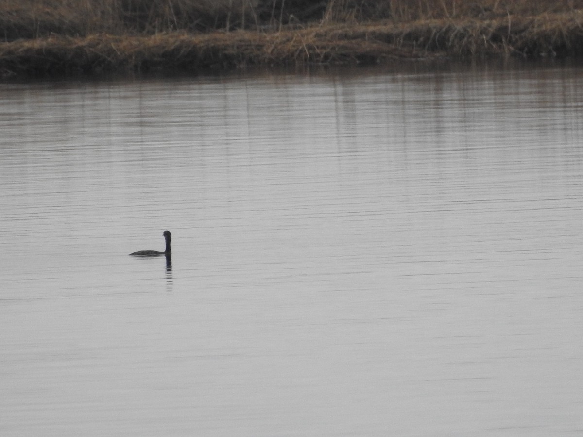 Red-necked Grebe - ML206737381