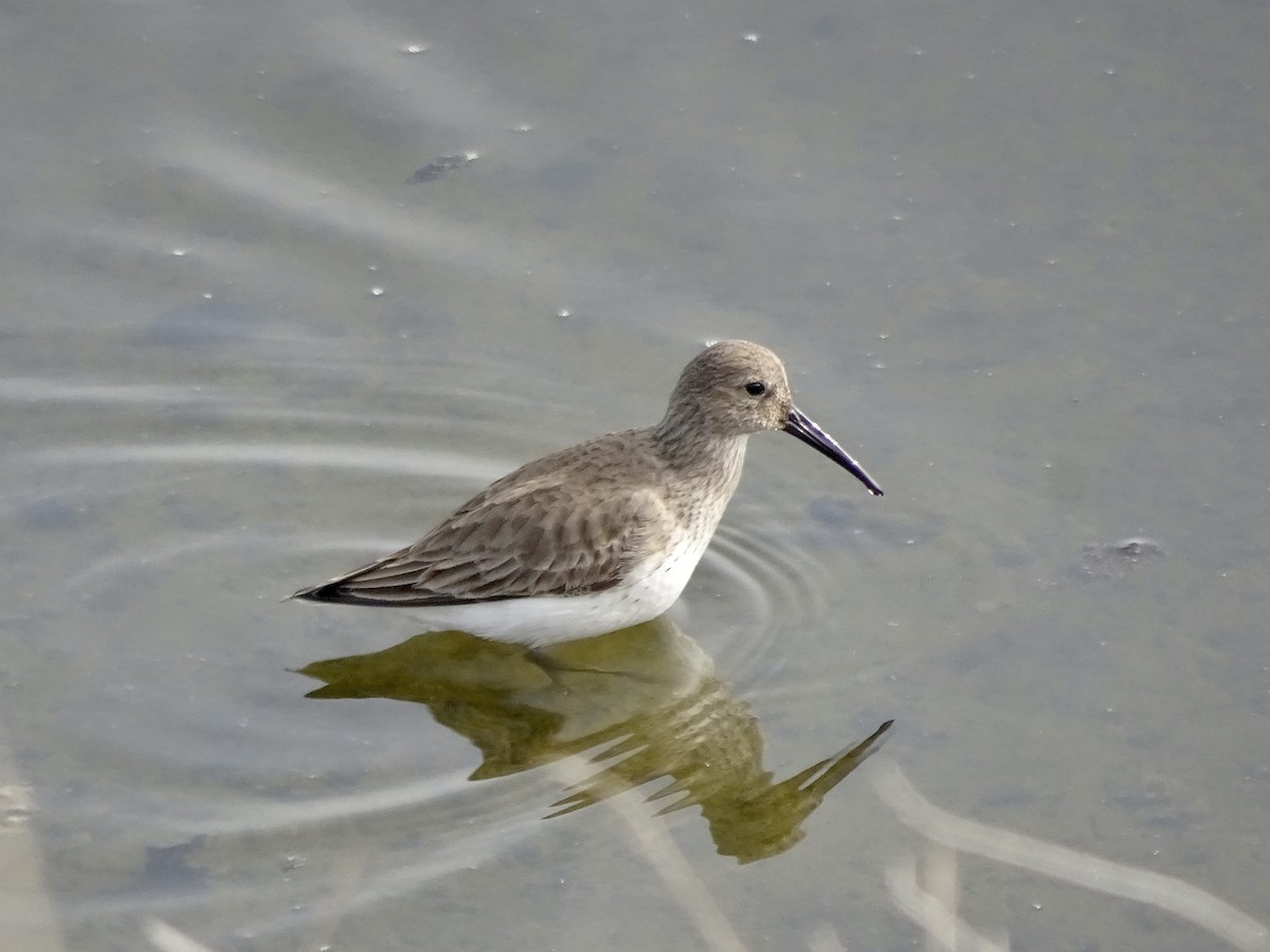 Dunlin - ML206737981