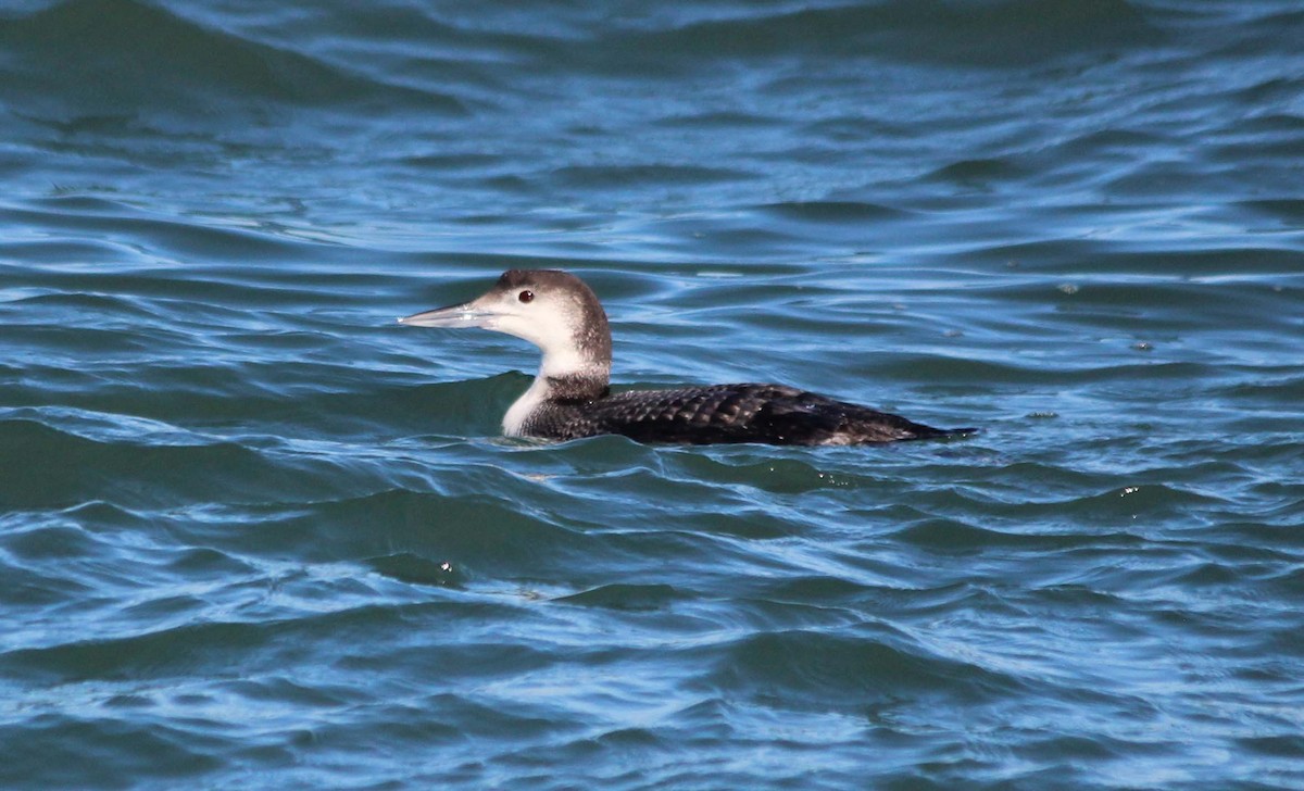Common Loon - wr fortner
