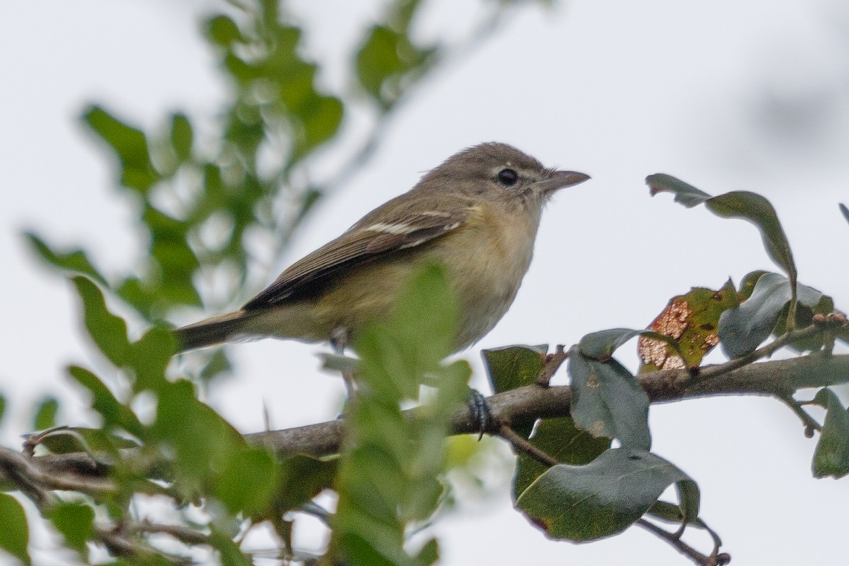 Bell's Vireo - ML206739251