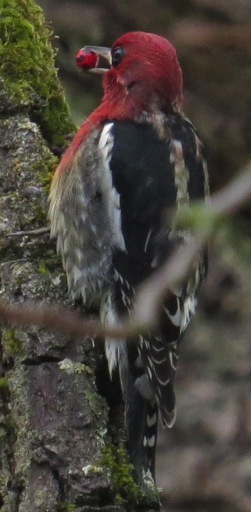 Red-breasted Sapsucker - ML20673961