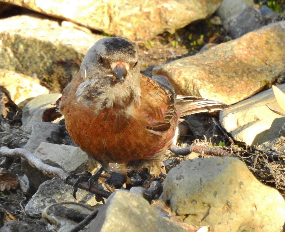 Gray-crowned Rosy-Finch - ML206740421