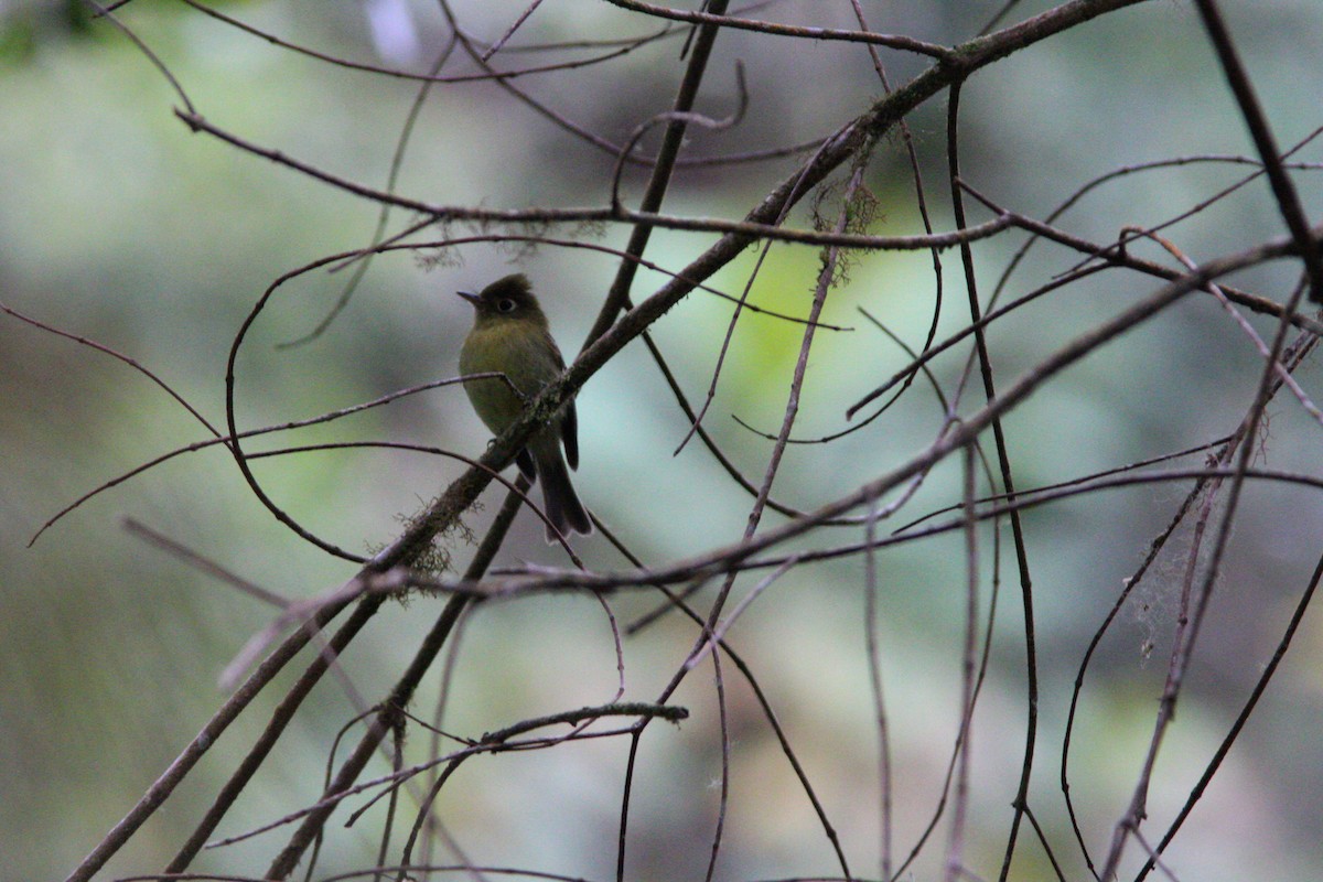 Yellowish Flycatcher - ML206741021