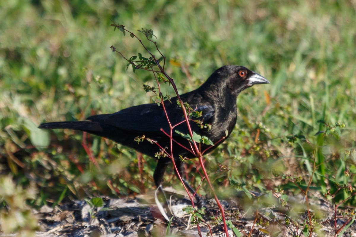 Bronzed Cowbird - ML206742001