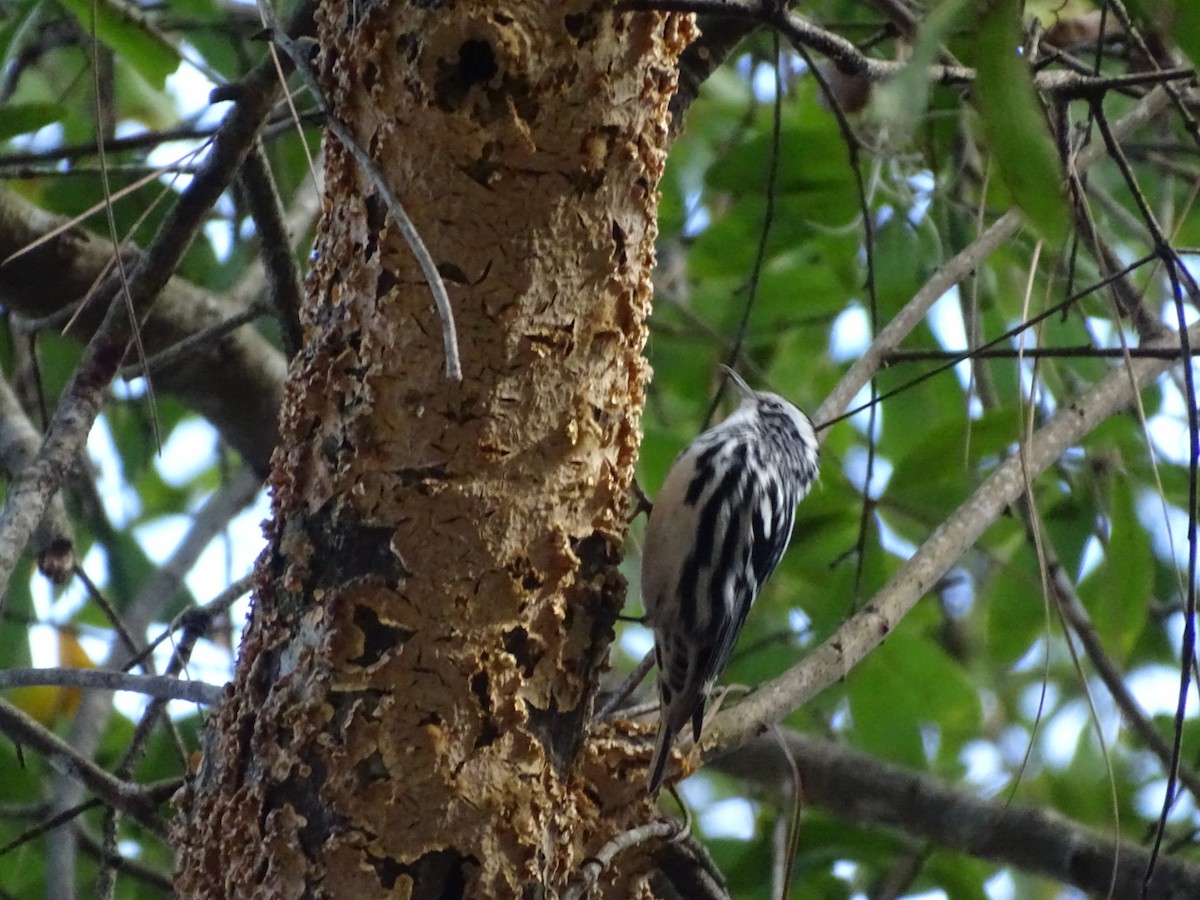 Black-and-white Warbler - ML206742831