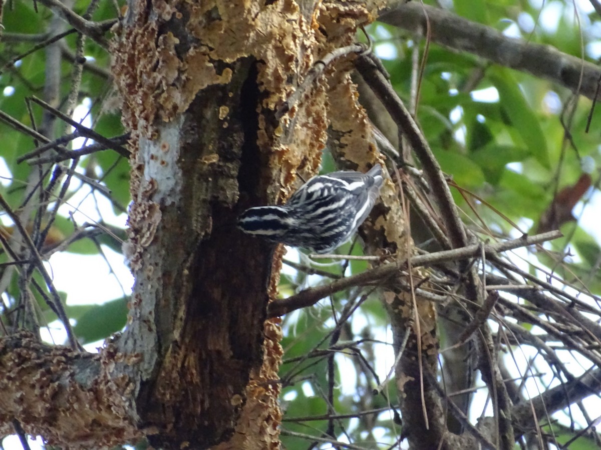 Black-and-white Warbler - ML206742861
