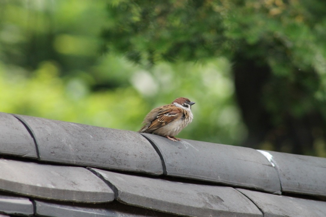 Eurasian Tree Sparrow - ML206744051