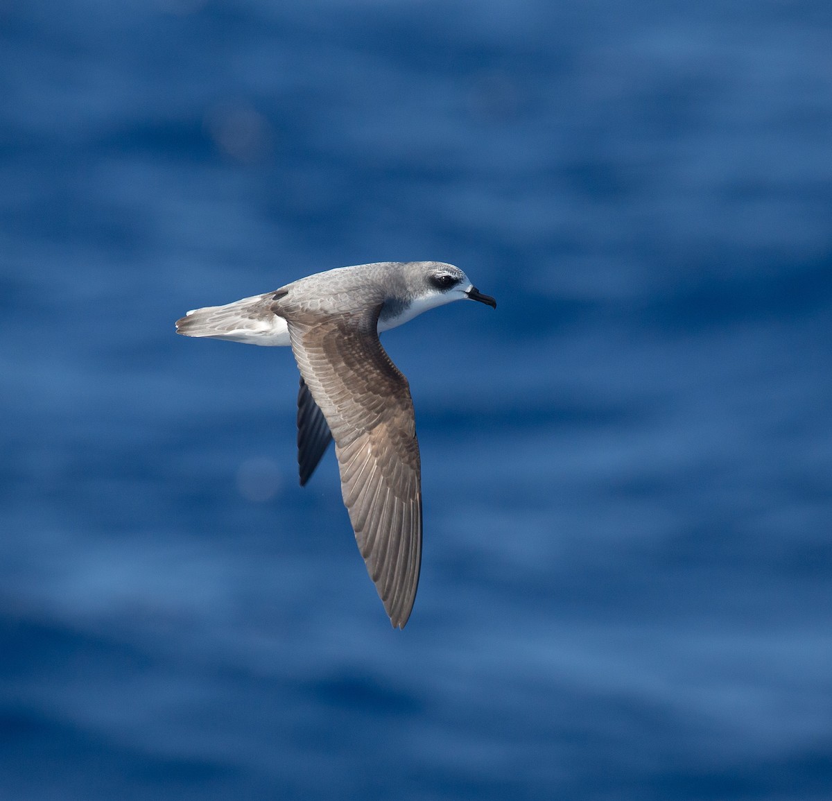 Cook's Petrel - Gus Daly