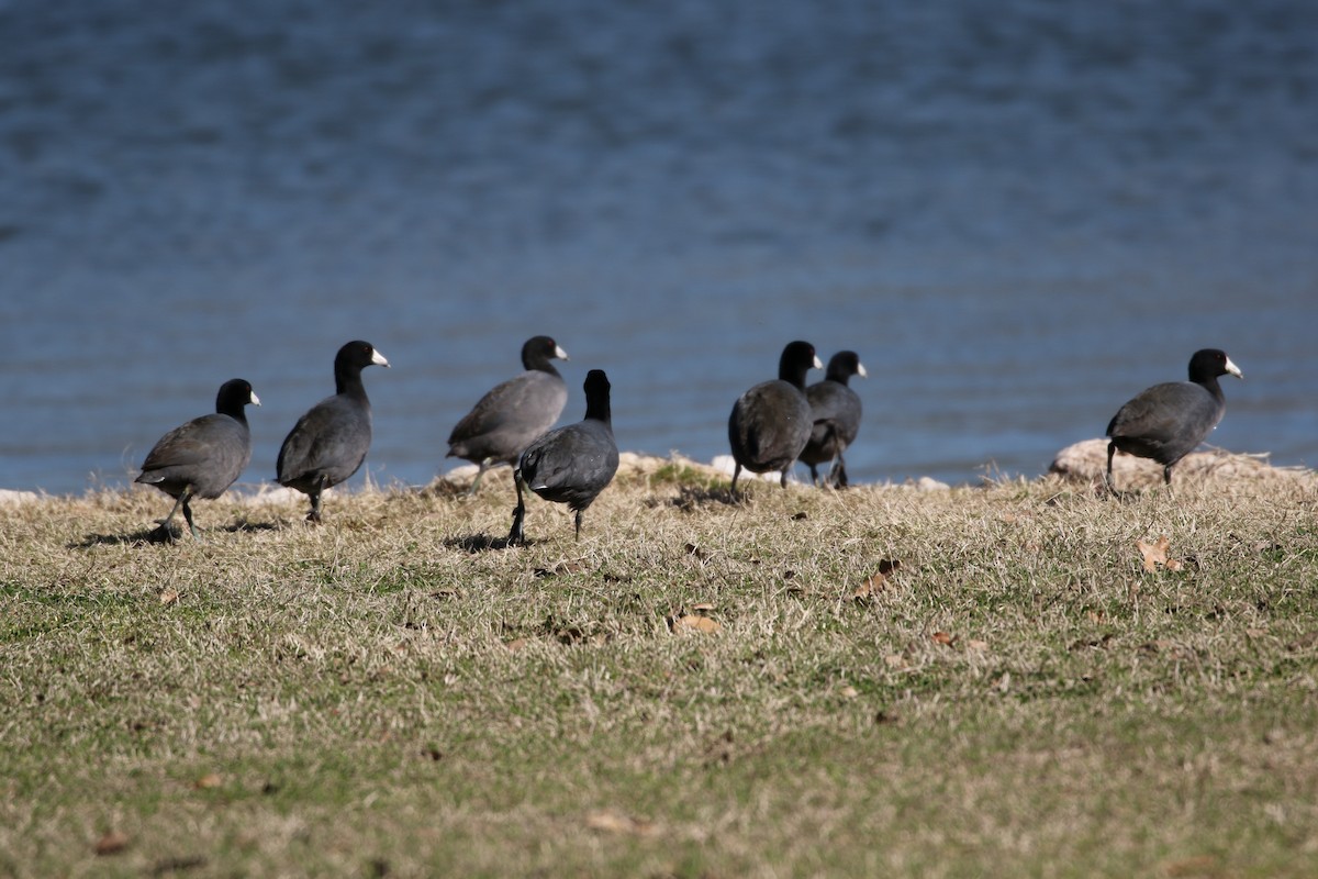 American Coot - ML206750861