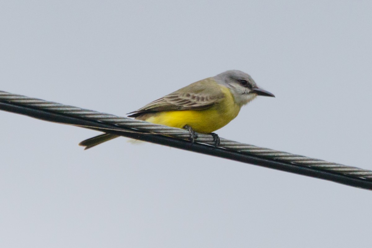 Tropical Kingbird - ML206751281