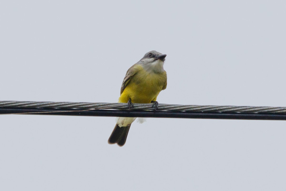 Tropical Kingbird - ML206751301