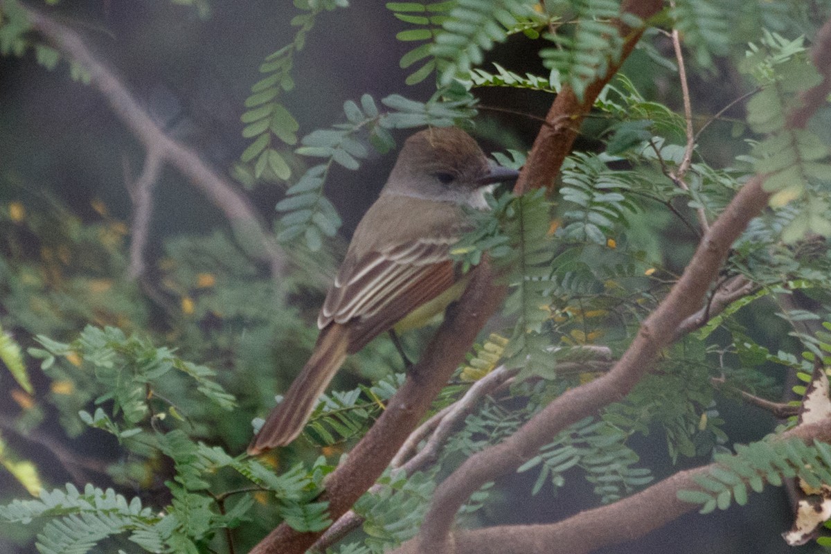 Myiarchus sp. - ML206751411