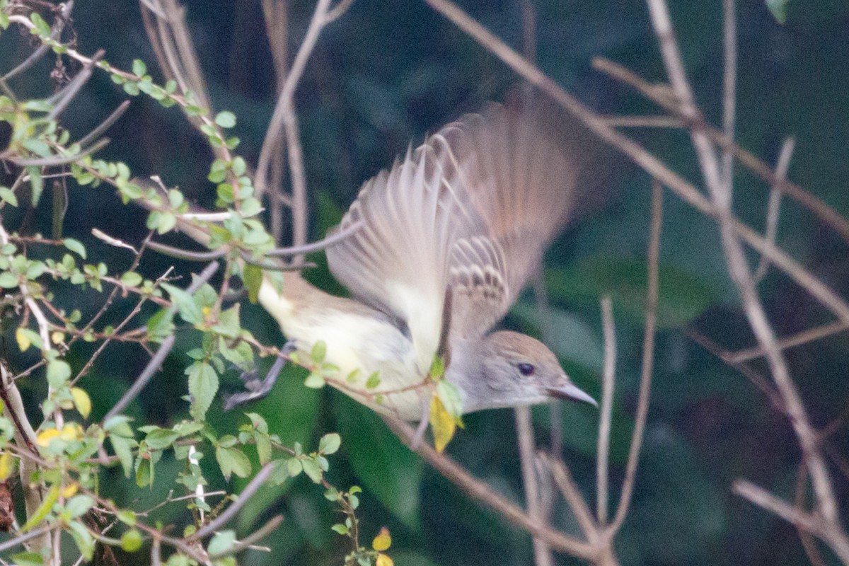 Myiarchus sp. - ML206751421