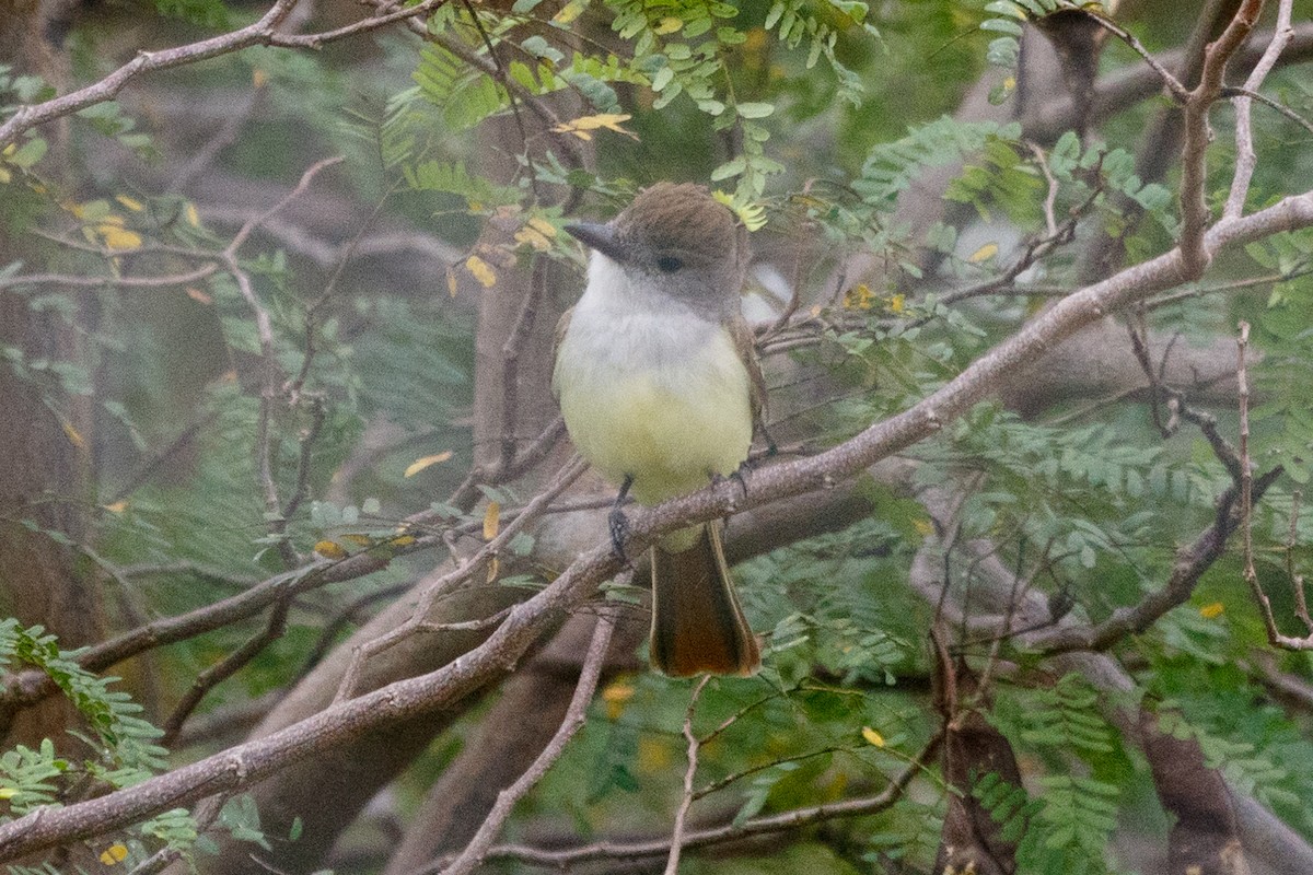 Myiarchus sp. - ML206751461