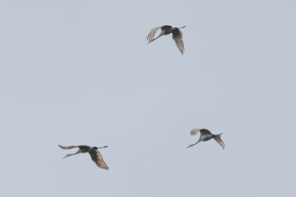 沙丘鶴 - ML206751631