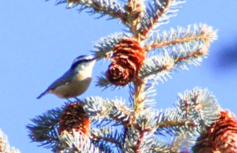 Red-breasted Nuthatch - ML206751891