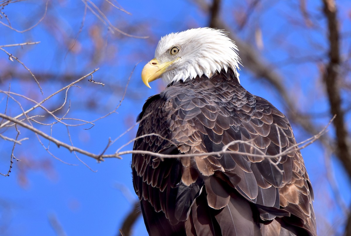 Bald Eagle - ML206751951