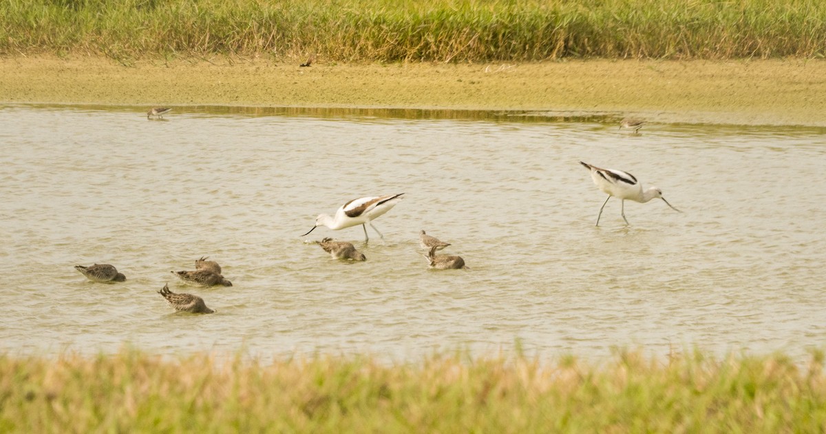 American Avocet - ML206756191