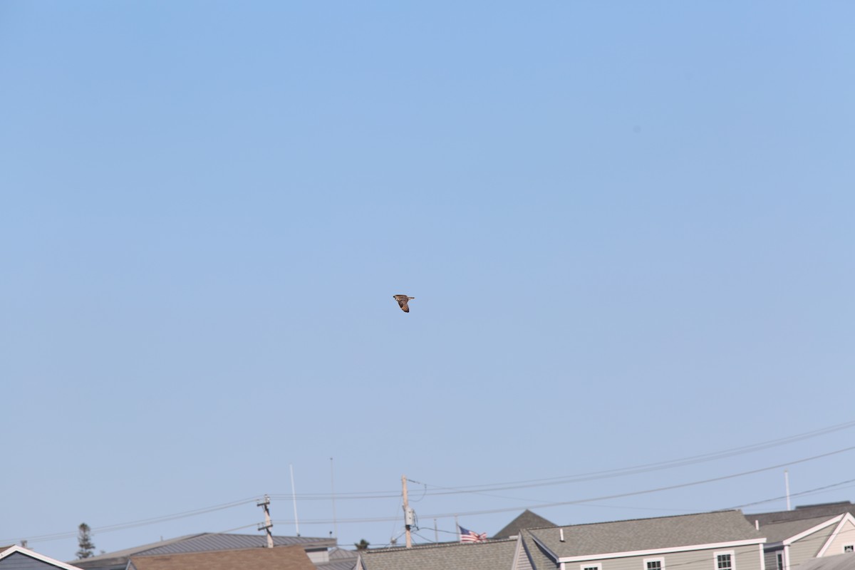 Short-eared Owl (Northern) - ML20675791