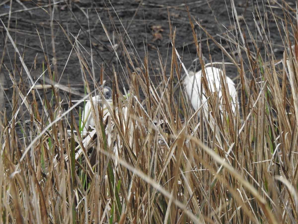 Wood Stork - ML206759111