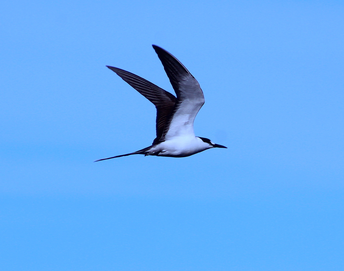 Sooty Tern - ML206759641