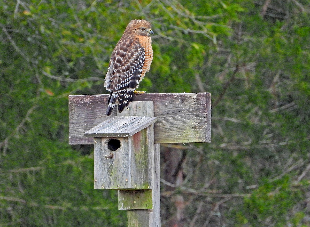 Red-shouldered Hawk - James R. Hill, III