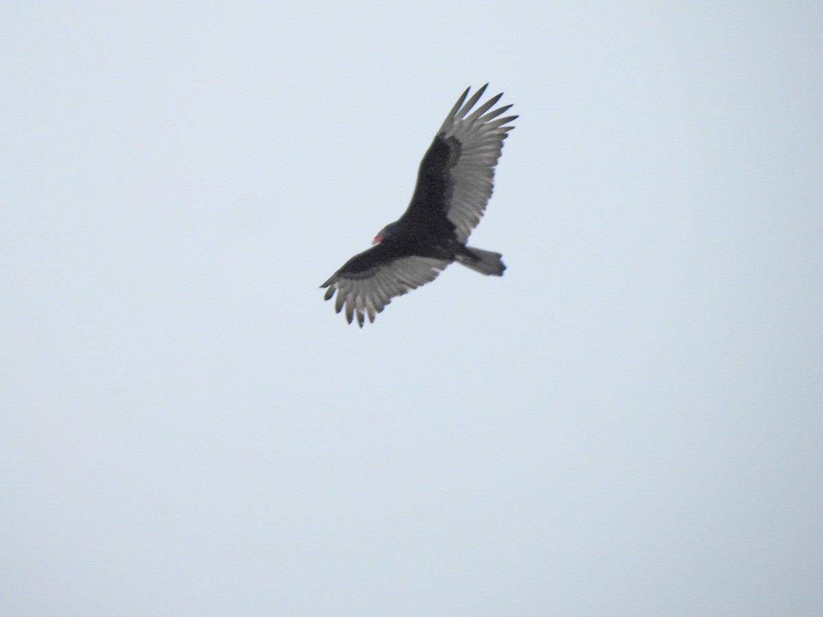 Turkey Vulture - ML206760491