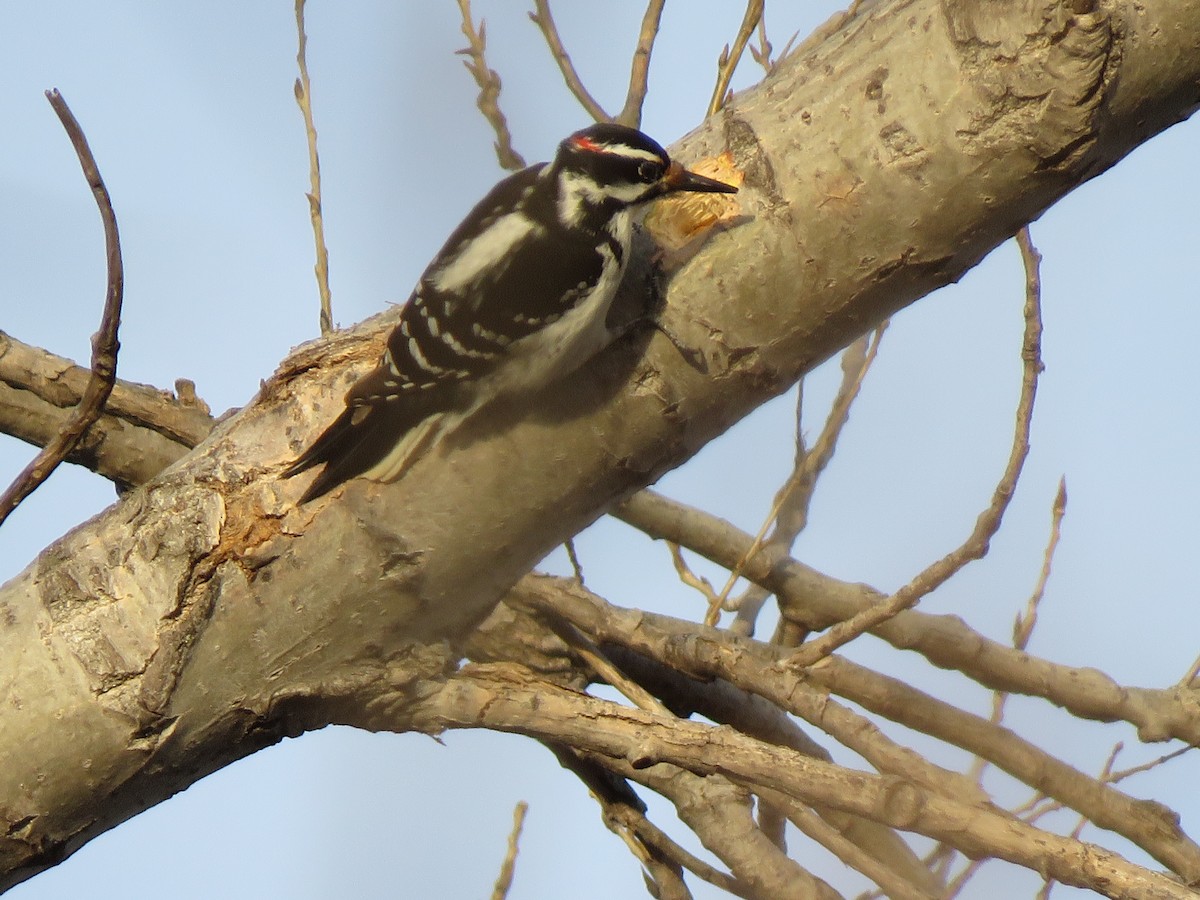 Hairy Woodpecker - Lisa Hoffman